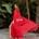 Vestido con capa rojo y fucsia - Imagen 2